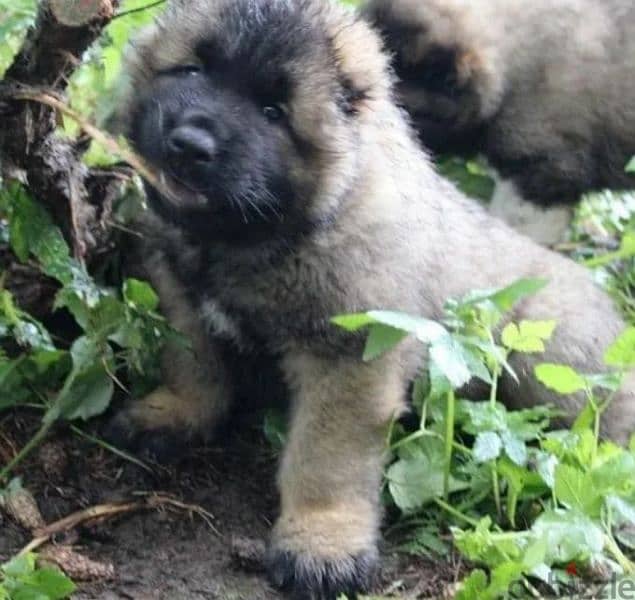 Caucasian shepherd boy from Russia 1