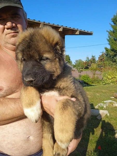 Caucasian shepherd boy from Russia 2