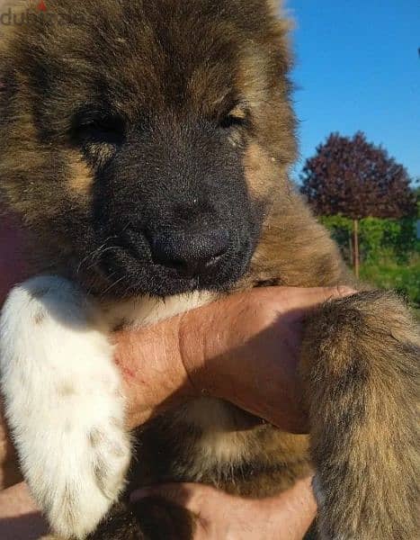 Caucasian shepherd boy from Russia 3