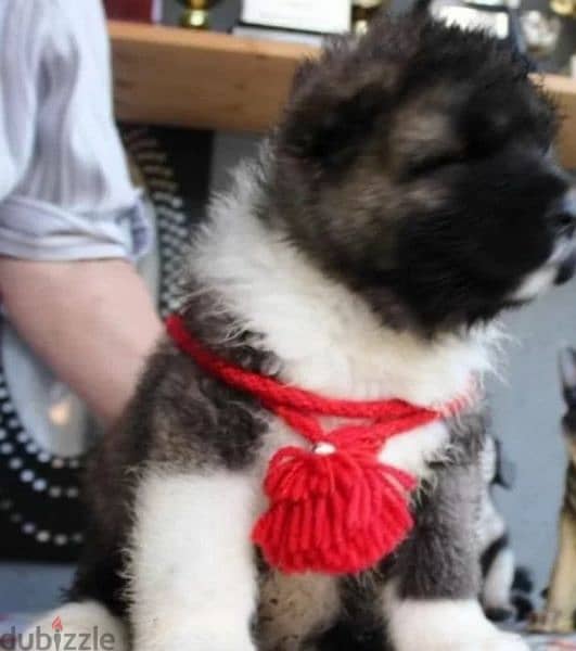 Caucasian shepherd boy from Russia 5