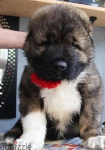 Caucasian shepherd boy from Russia 6