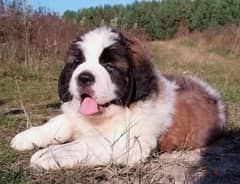 Amazing saint Bernard puppies From Russia