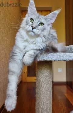 amazing Maine coon female From Russia 0