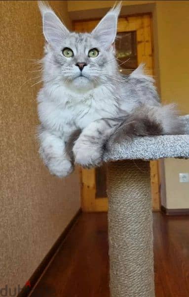 amazing Maine coon female From Russia 1