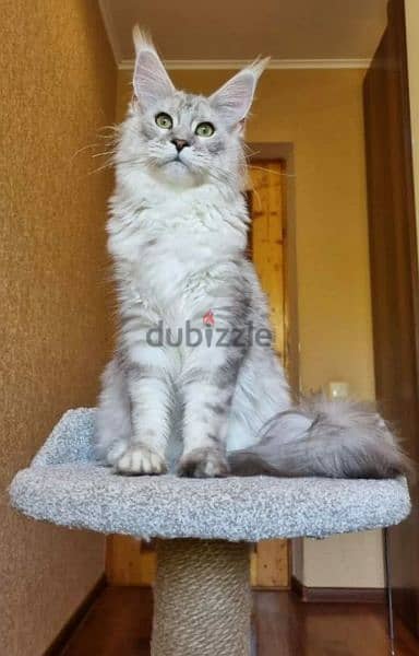 amazing Maine coon female From Russia 2