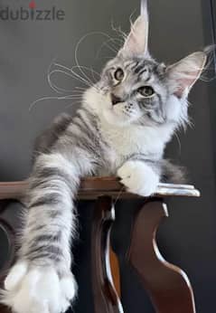 Beautiful Maine coon female From Russia