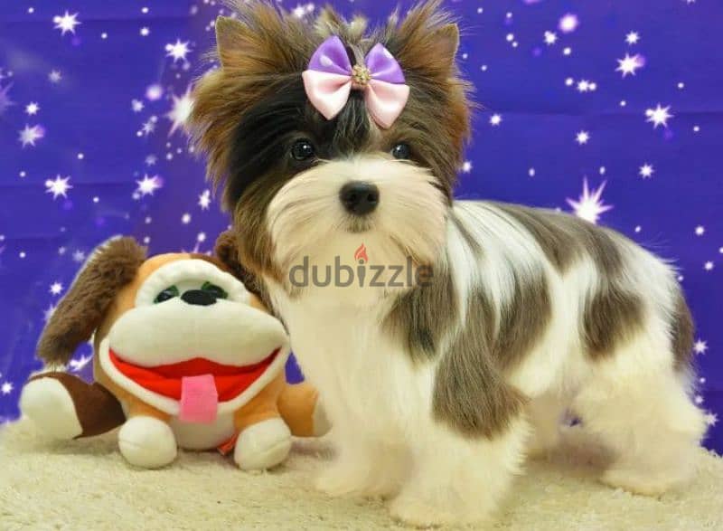 Mini boy colored Yorkie from Russia 1