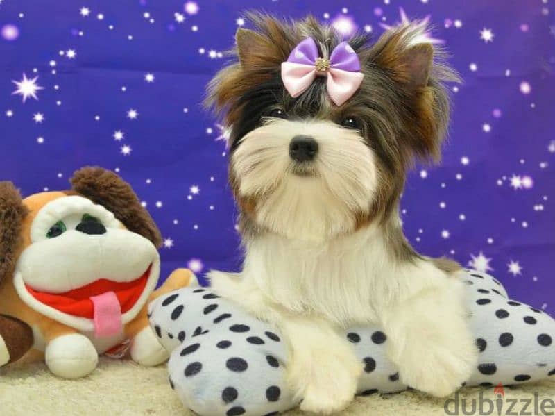 Mini boy colored Yorkie from Russia 2