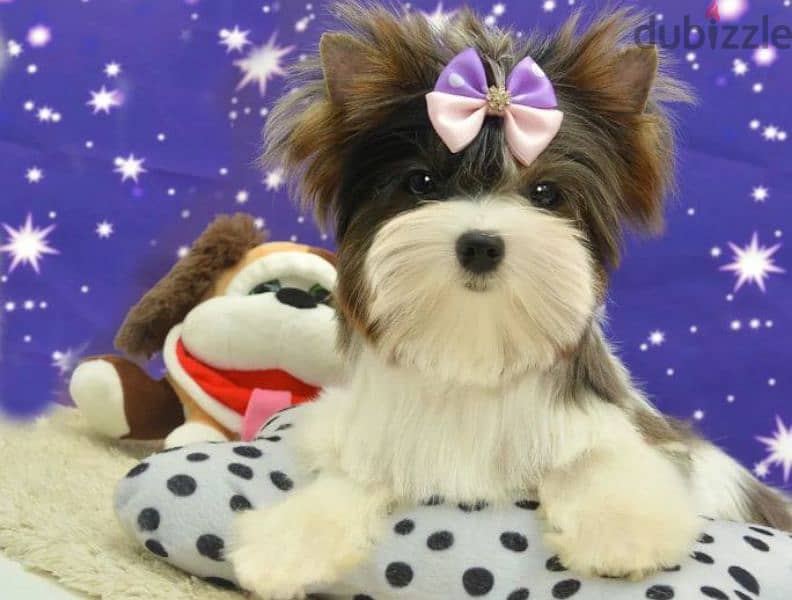 Mini boy colored Yorkie from Russia 5