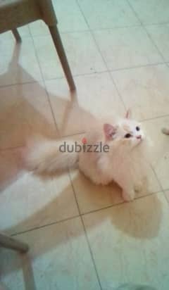 Persian cat for sale