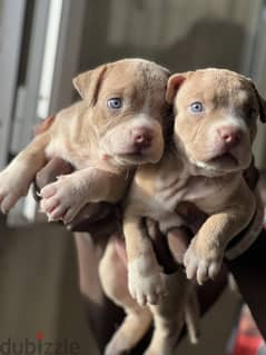 Female puppy blue/green eyes red nose