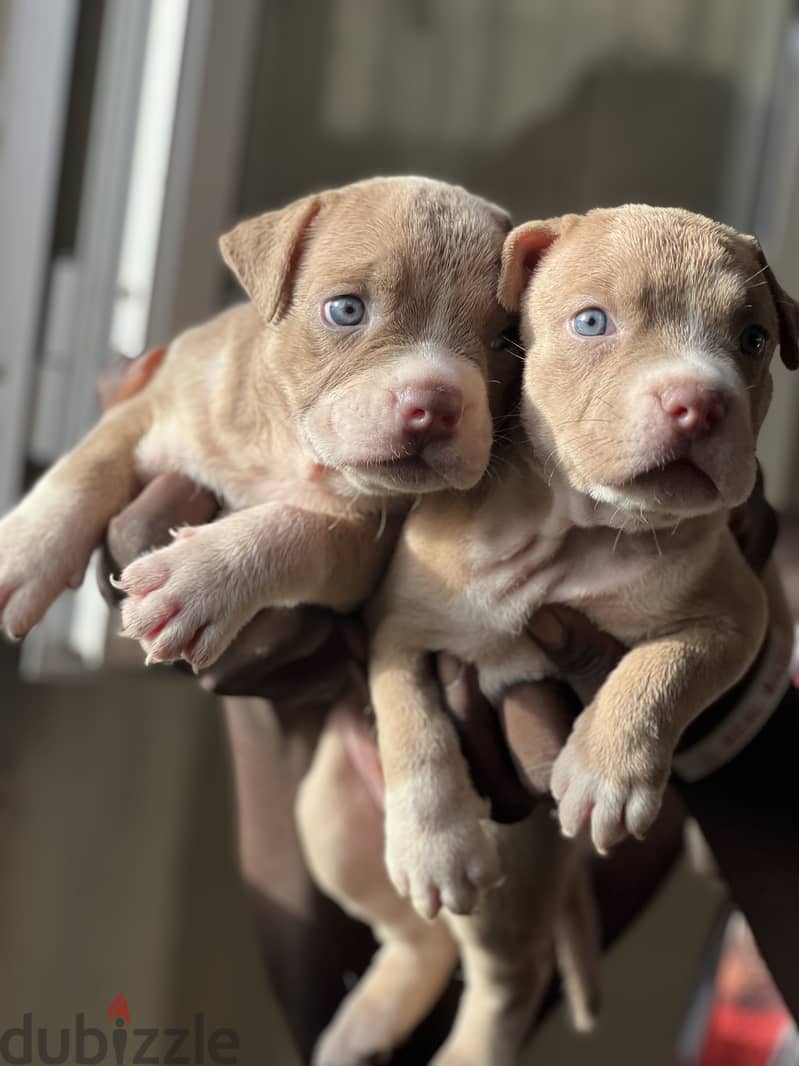 Female puppy blue/green eyes red nose 0