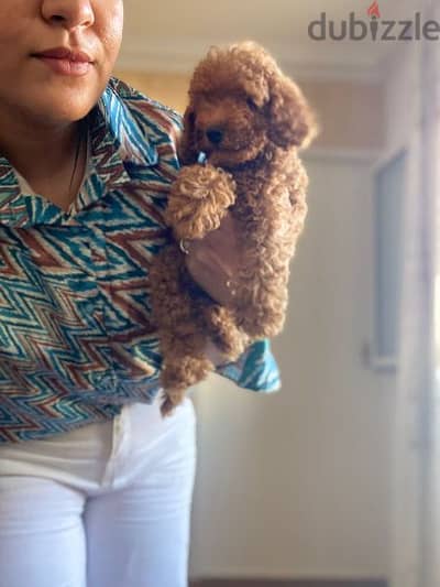 poodle puppies بودل