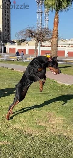 دوبرمان doberman