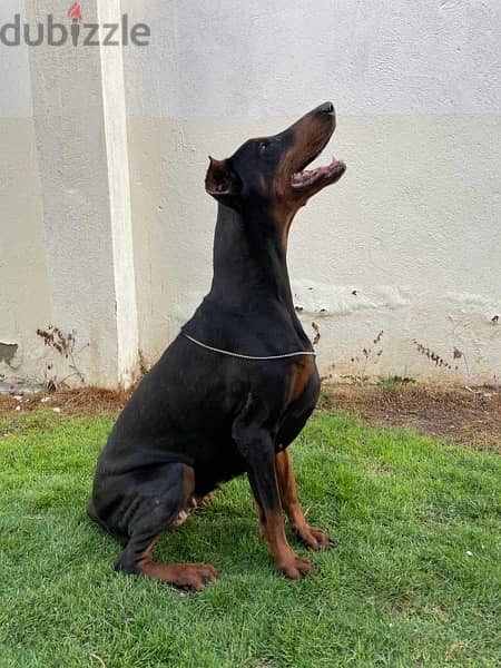 دوبرمان doberman 1