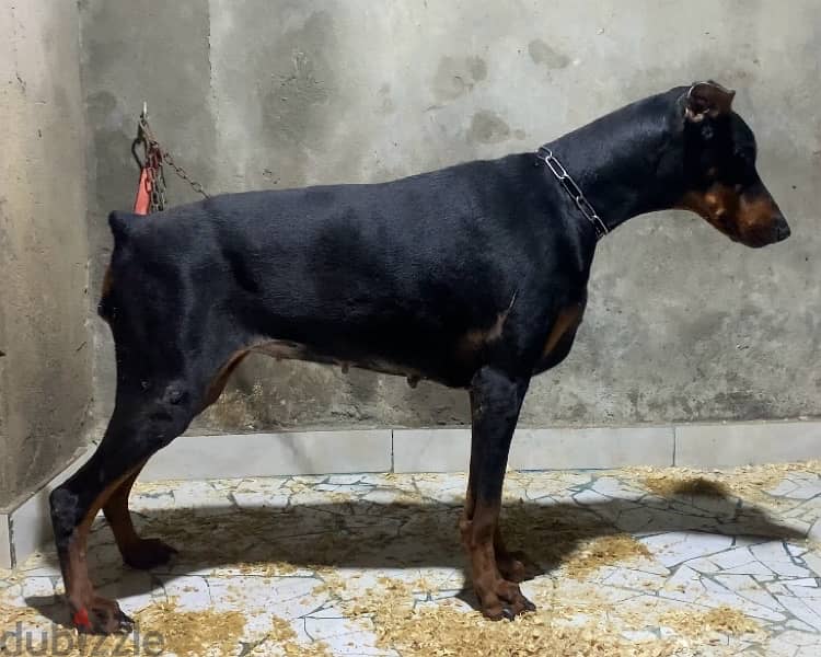 دوبرمان doberman 2