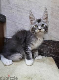 Female Maine coon purebred polydactyl