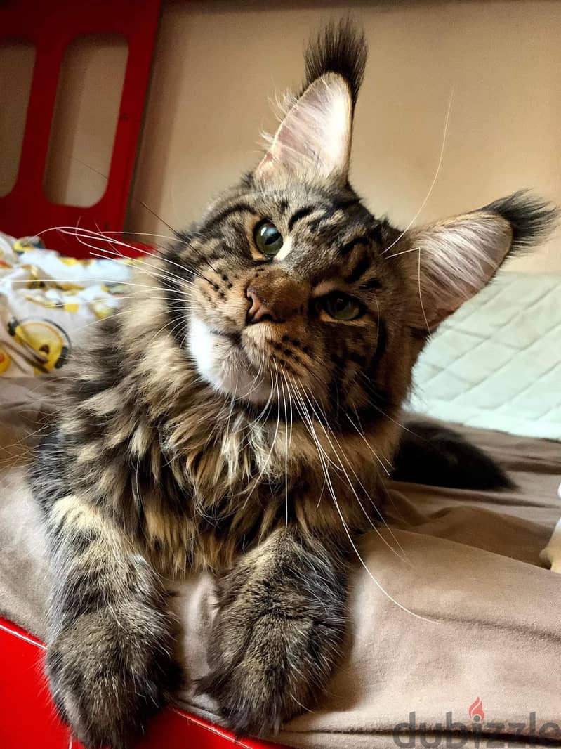 Female Maine coon purebred polydactyl 2