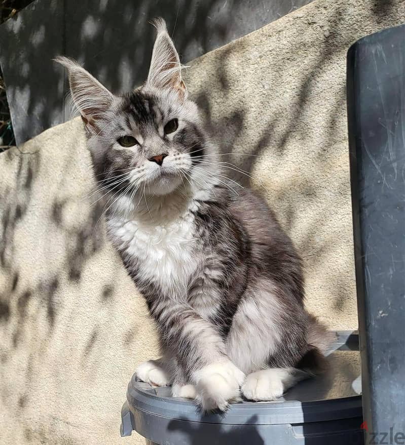 Female Maine coon purebred polydactyl 3