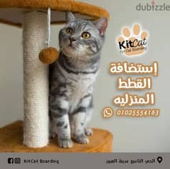 استضافات للقطط المنزليه