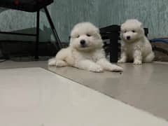 افضل جراوى سامويد samoyed puppies pure