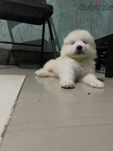 افضل جراوى سامويد samoyed puppies pure 1