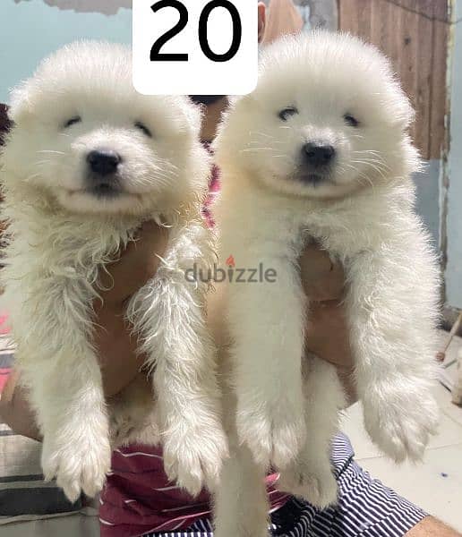 افضل جراوى سامويد samoyed puppies pure 2