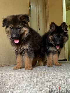 Available  2 male german shepherd long hair  50 days