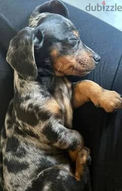 Dachshund Dog for Sale marble Color