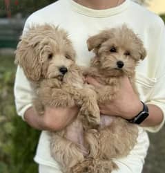 Maltipoo Dog For Sale from Europe