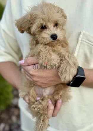 Maltipoo Dog For Sale from Europe 1