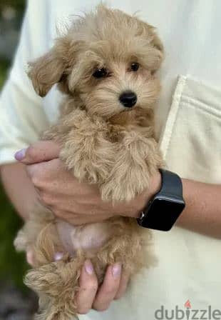 Maltipoo Dog For Sale from Europe 2