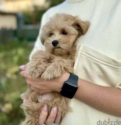 Maltipoo Dog For Sale from Europe 3