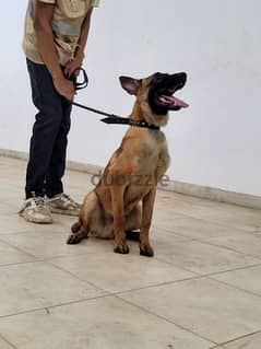 ذكر مالينوا ٦ شهور استاندرد مستوي ممتاز malinois