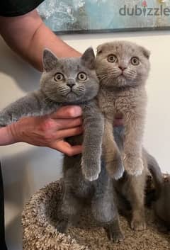 Pure Scottish Fold kitten 50 days سكوتش فولد