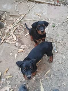 Purebred Rottweiler Puppies for Sale/جراء روتويلر أصيلة للبيع