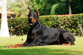 doberman