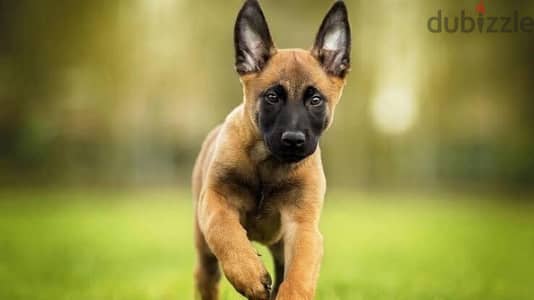 Belgian Malinos puppies