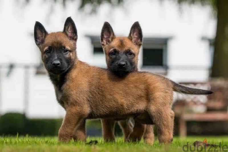 Belgian Malinos puppies 1