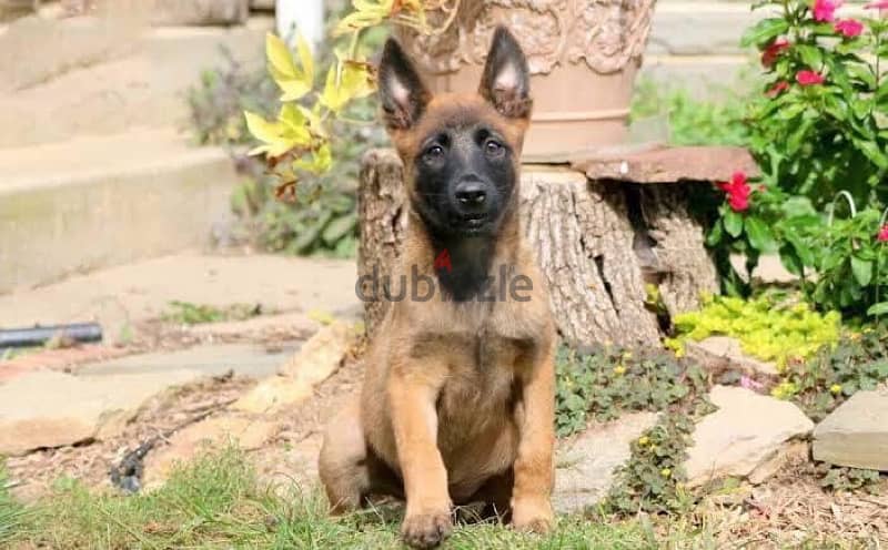 Belgian Malinos puppies 2