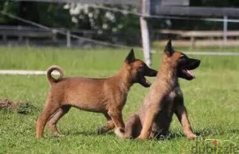 Belgian Malinos puppies 3