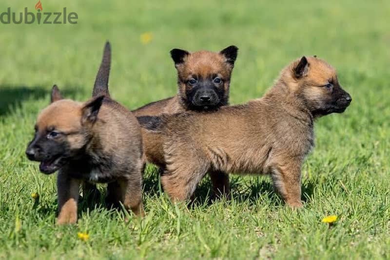 Belgian Malinos puppies 4