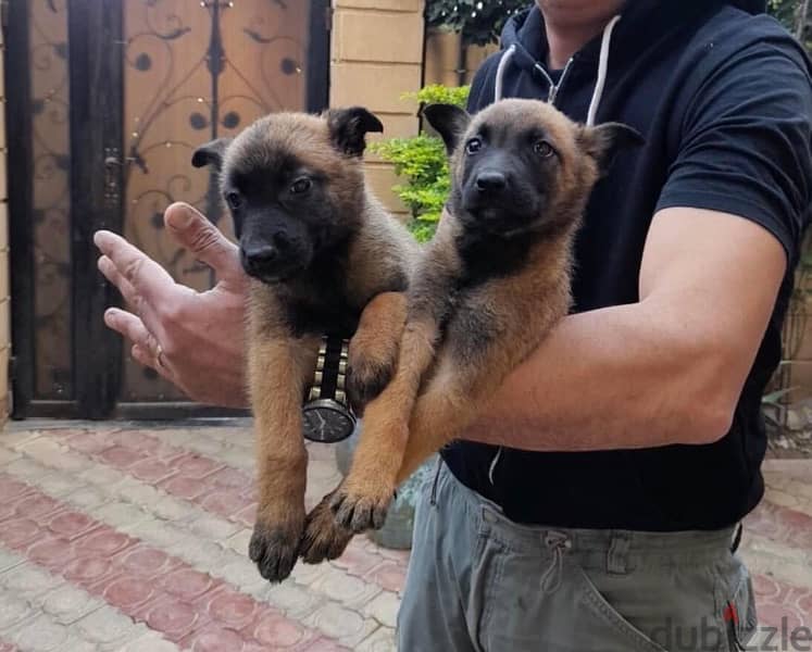 Belgian Malinos puppies 5