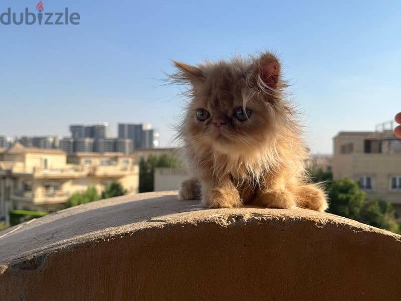 قطط العمر ٣ شهور من اب و ام بيور زورار بيرشن 3