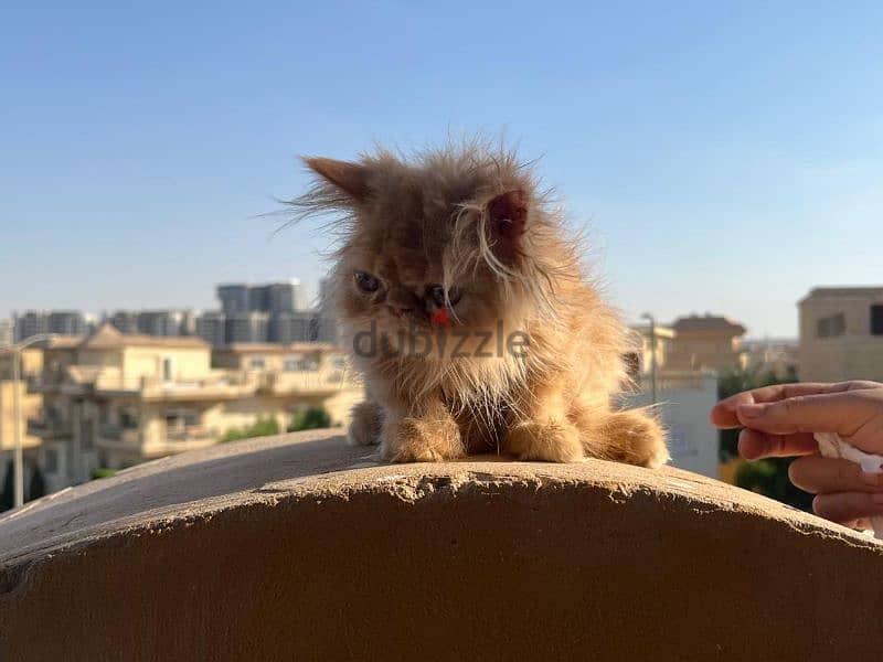 قطط العمر ٣ شهور من اب و ام بيور زورار بيرشن 5