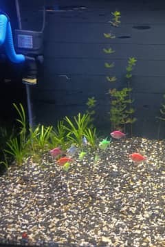 glow fish tetra