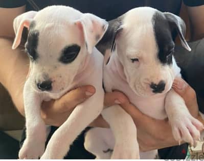 American bully puppies