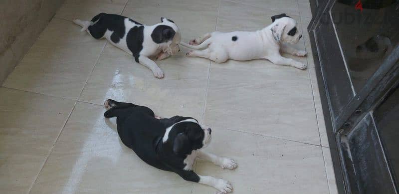 American bully puppies 2