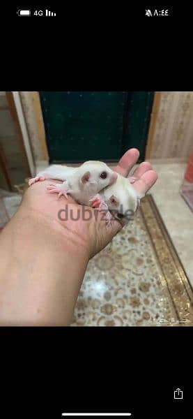 هامستر شوجر جلايدر sugar glider 3