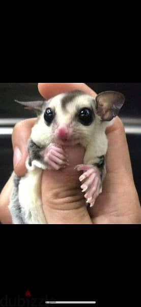 هامستر شوجر جلايدر sugar glider 4